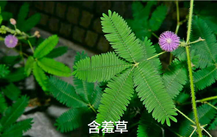 盆栽花草花卉种子含羞草种子阳台庭院种植易种盆栽花籽四季播含羞草50