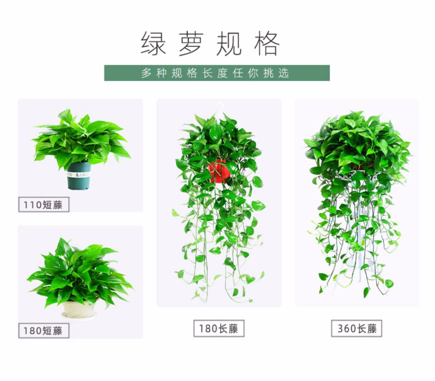 绿萝盆栽室内长藤款垂吊植物吊兰吸甲醛好养绿植花卉盆景水培绿箩 180