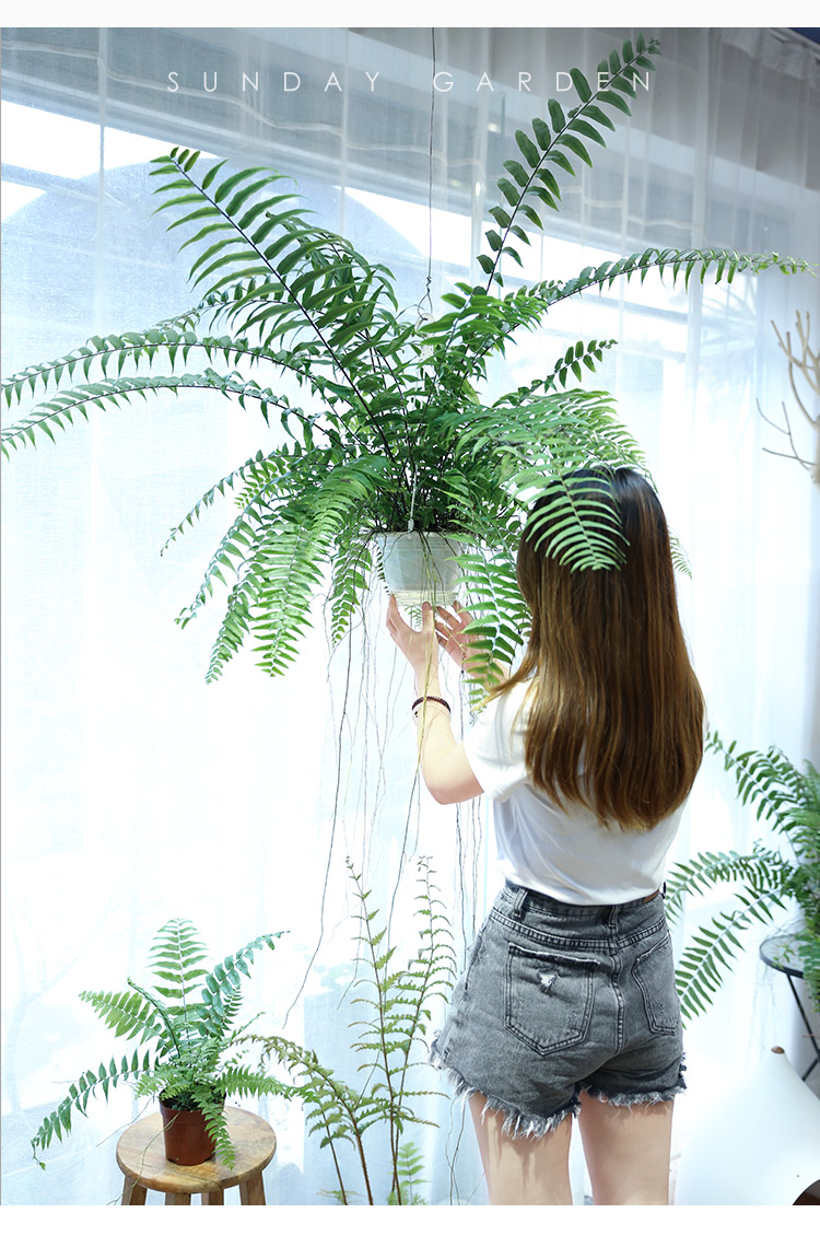 麦桑荷长叶肾蕨波斯顿蕨绿植大型蕨类垂吊植物室内盆栽阳台花卉霸王蕨