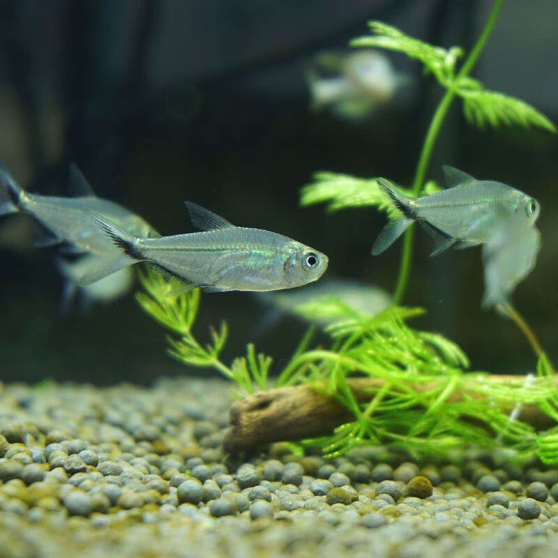 活观赏鱼灯科鱼群游鱼活孔雀鱼透明鱼宝莲 好养套餐三40条小点尺寸