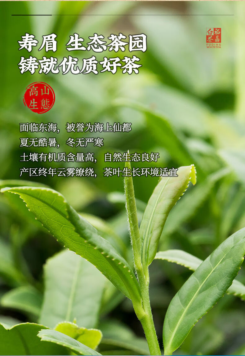 治嘴刁 福鼎白茶饼 寿眉 白茶 福鼎老白茶叶