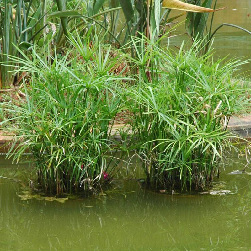 泰西丝水生植物水生水培植物龟水竹盆栽水棕竹鱼缸水池塘旱伞草风车草