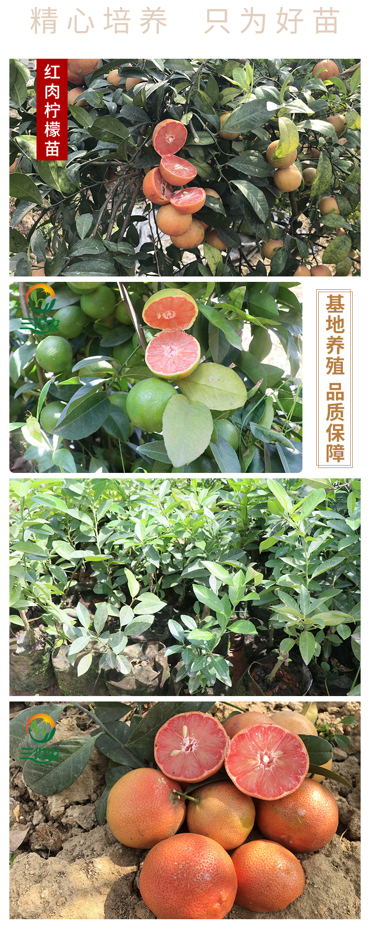 三得农 柠檬苗 小青桔柠檬树苗 红肉柠檬青柠檬苗 台湾四季香水柠檬