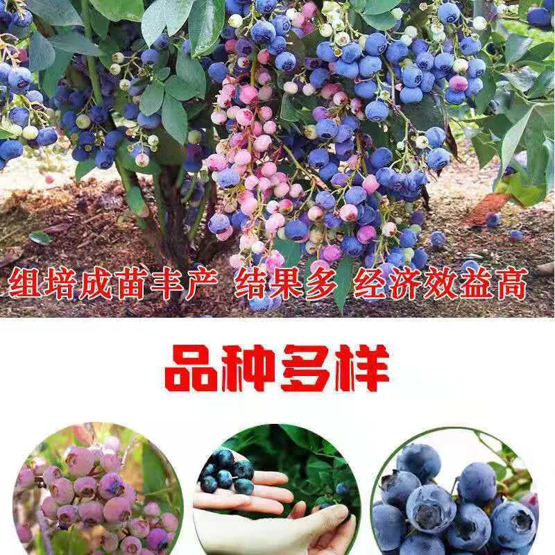 南方北方种植当年结果耐寒蓝莓果树树苗 夏普兰【新品推荐】南方适宜