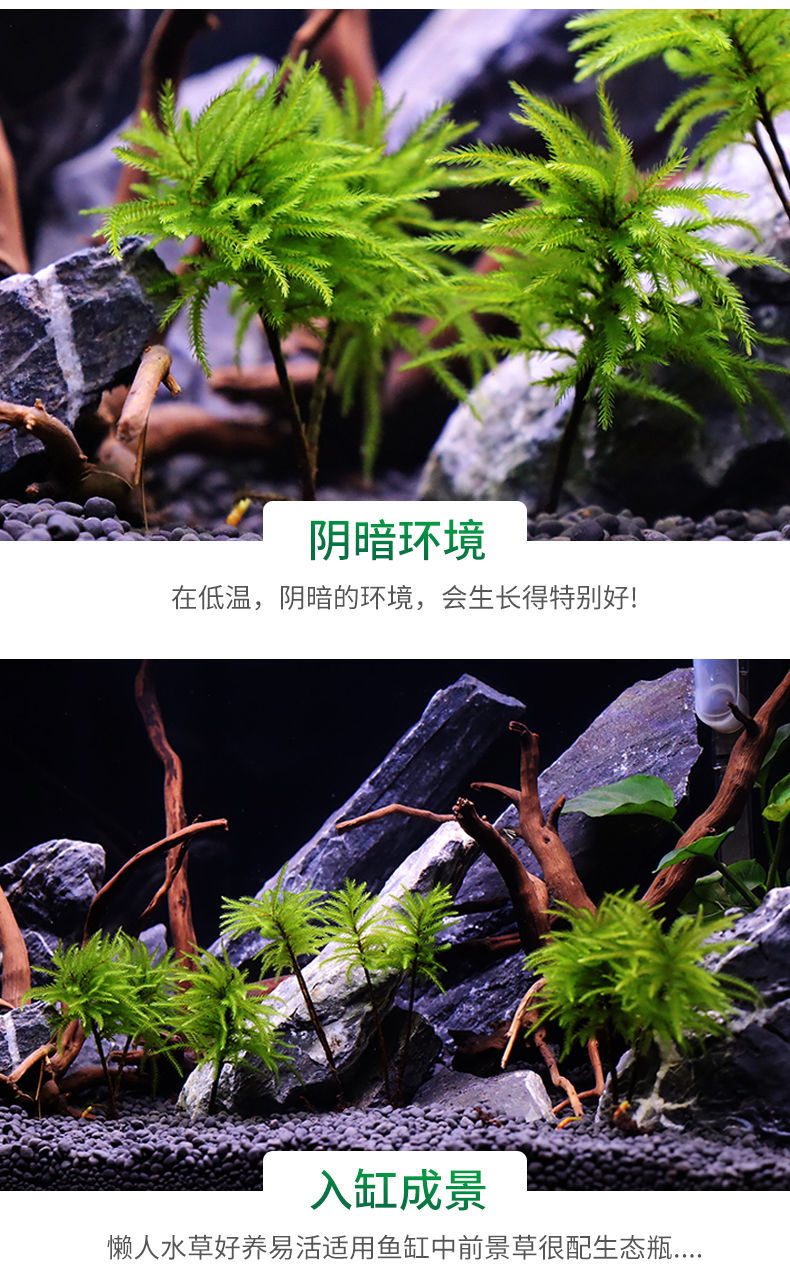 【京选】水草鱼缸鱼草万年藓水草活体耐活耐低温苔藓鱼缸水族箱生态瓶