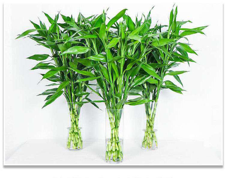 新品富贵竹水培植物驱蚊竹转运盆栽植物室内净化空气绿植四季好养水养