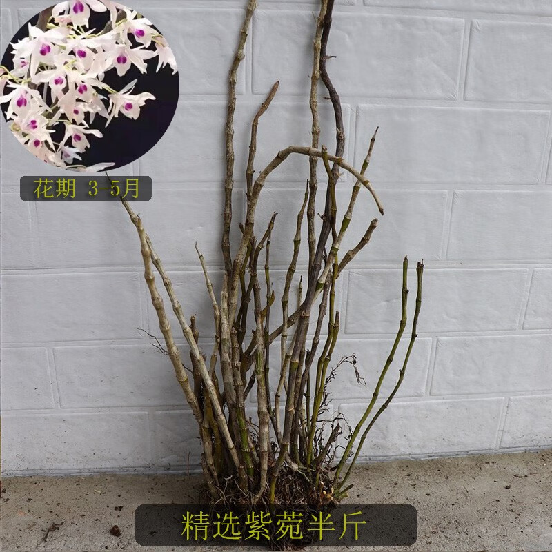 吊养石斛 天宫石斛 喇叭唇石斛 紫菀石斛 晶帽石斛 肿