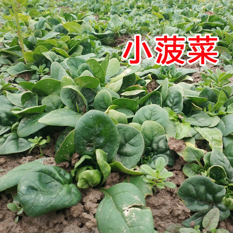 24小时发货崇明农家矮脚红根小菠菜新鲜蔬菜江浙沪德邦产地直达2斤矮