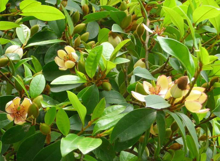 含笑盆栽树苗四季种植浓香花卉含笑花苗含笑花卉当年开花含笑花营养杯