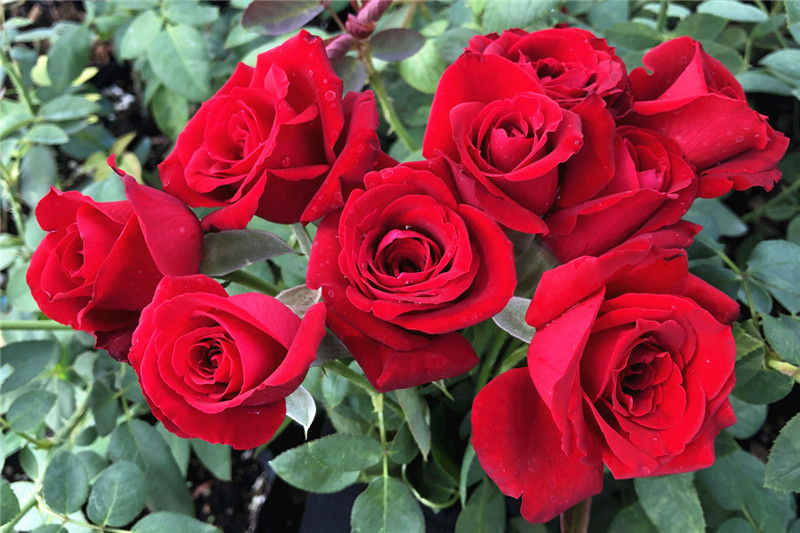 红玫瑰花苗 灌木切花月季卡罗拉带花苞大花浓香月季花苗卉观花绿植物