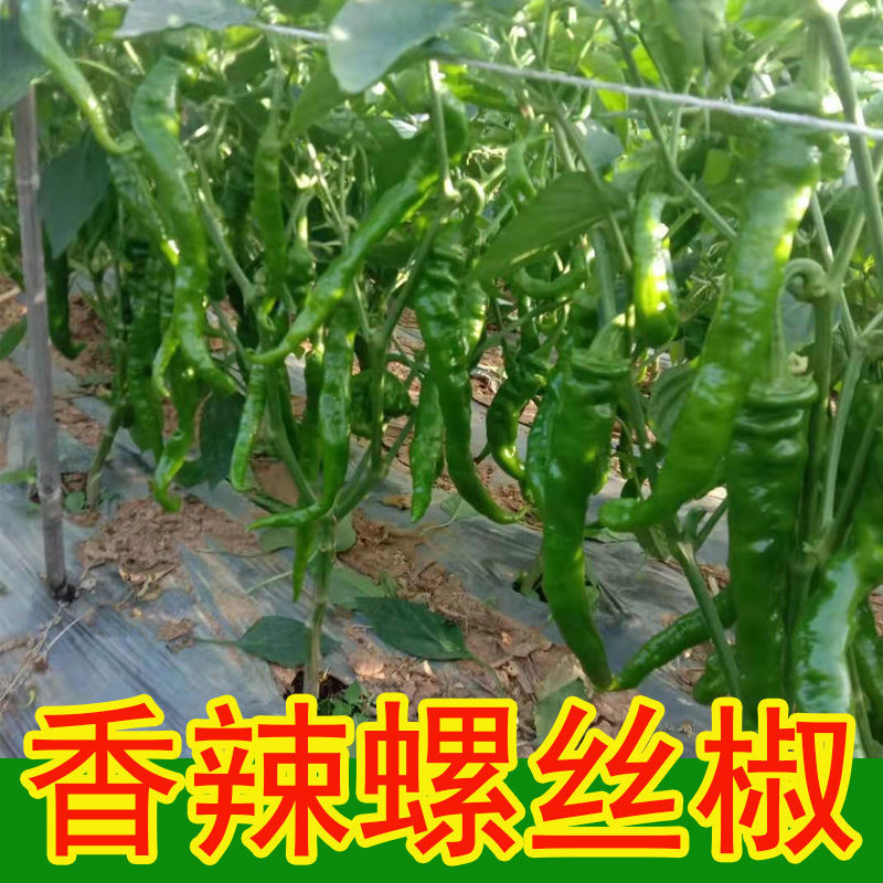 新鲜螺丝辣椒5斤中辣薄皮螺丝椒现摘青辣椒薄皮椒1斤半斤蔬菜批发