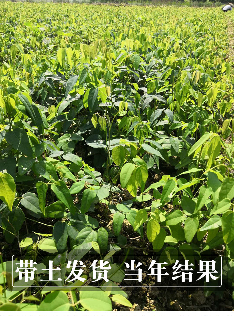 八月瓜 果树苗当年结果野生八月瓜苗四季种植南方八月