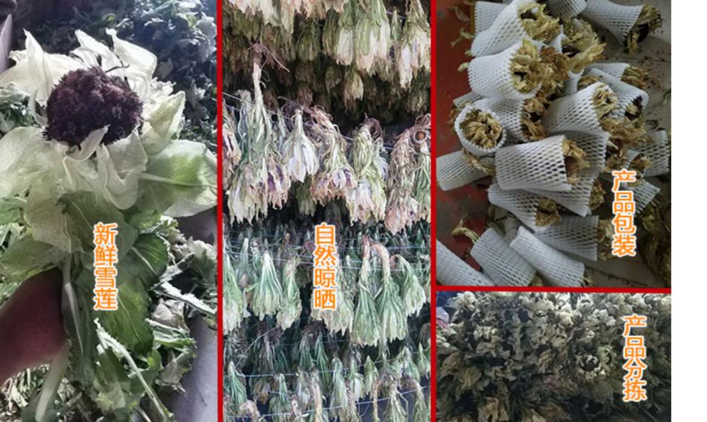 康裕尊 新疆天山雪莲花干泡茶酒中药材冰山雪莲特级高山非西藏 10g-20