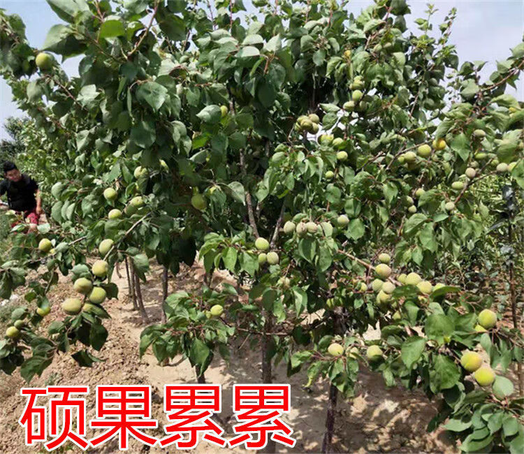 树苗特大早熟甜杏子苗南方北方种植盆栽地栽果树苗当年结果 新疆红杏