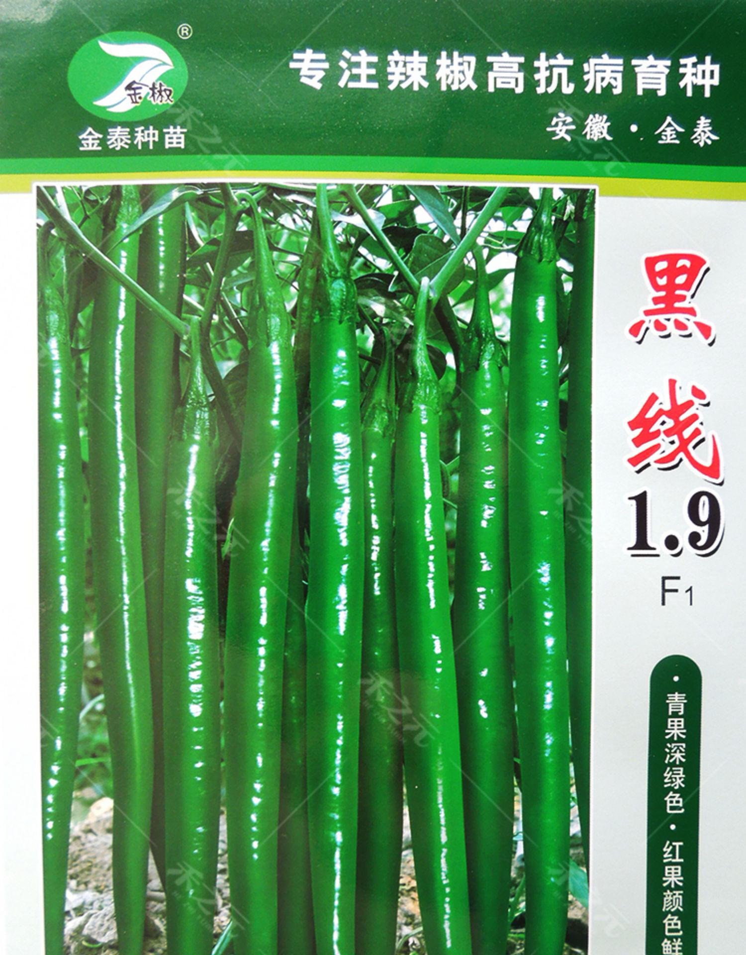 萨倪线椒种子超辣高产辣椒二荆条长四季种籽盆栽南方种苗蔬菜种孑春季
