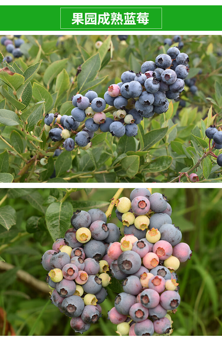 蓝莓苗 蓝莓树苗 盆栽地栽蓝莓树 当年结果南方北方果树苗室内果苗