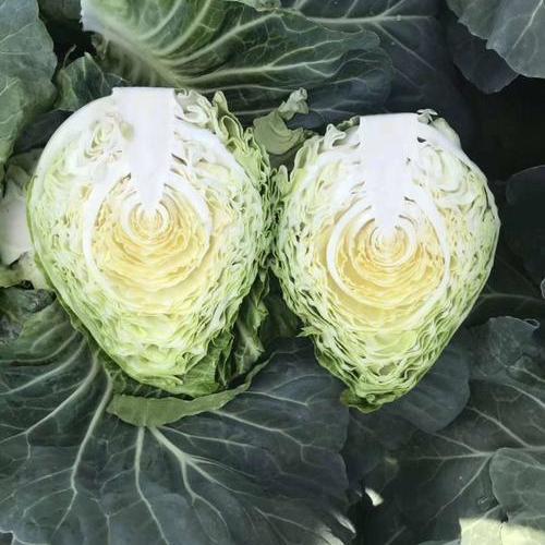 四川农家自种牛心莲花白新鲜手撕尖尖包菜卷心菜绿鸡心甘蓝3/5斤 3斤