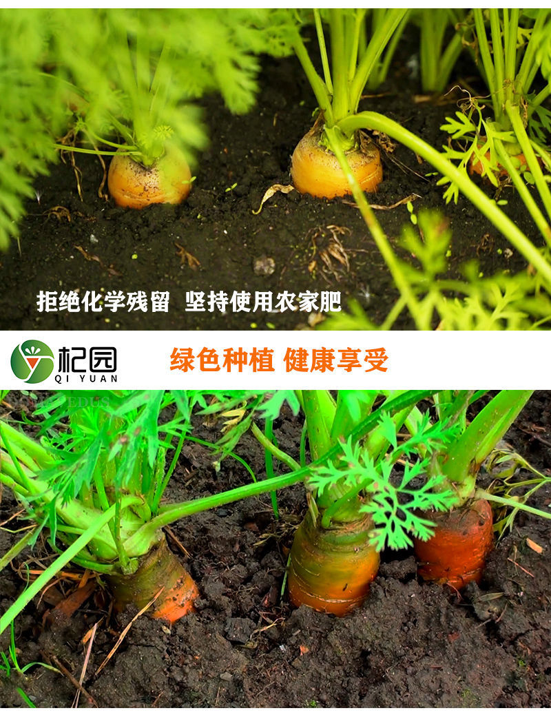 坏果必赔新鲜胡萝卜农家沙地蔬菜水果红萝卜59斤批发萝卜新鲜胡萝卜大