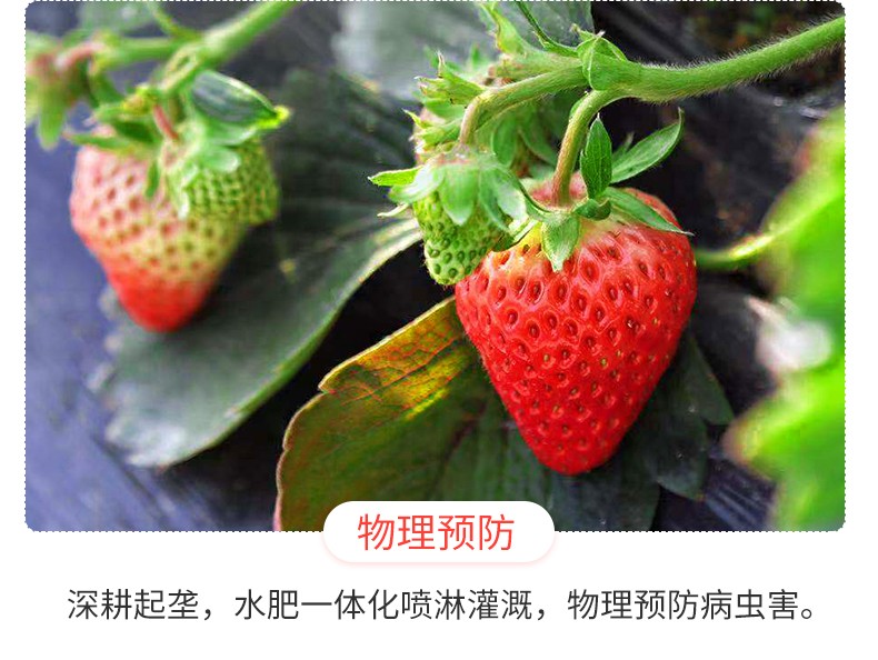 丹东99草莓现摘新鲜牛奶大草莓孕妇水果 【3斤大果装】净重2.7斤