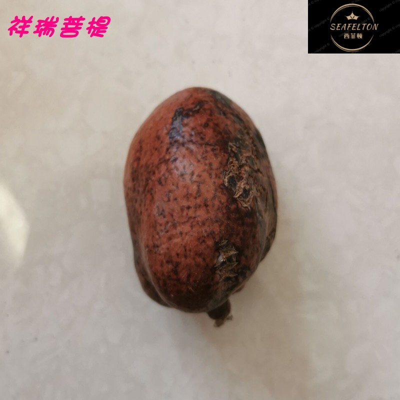 释迦菩提果老果空心菩提大果 佛心果菩提原籽 金灯菩提原籽论斤卖