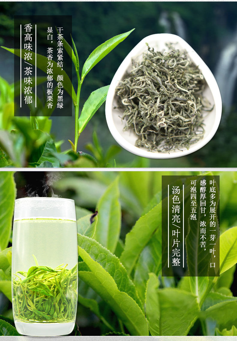 2020年新茶湘西保靖黄金茶明后办公浓香绿茶散装250g袋装