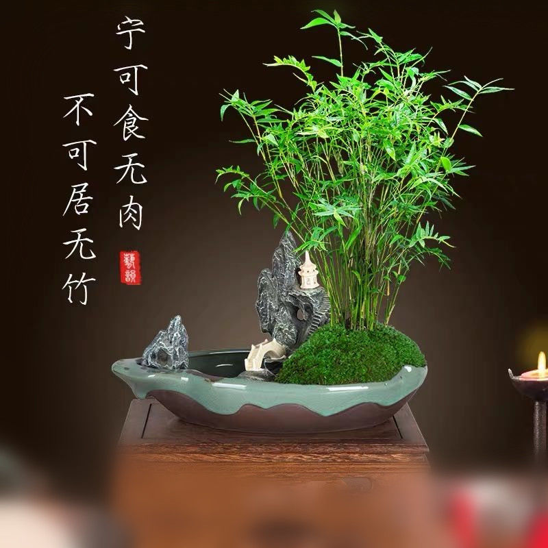 米竹盆栽植物室内凤尾竹盆景节节高竹子客厅易活绿植米竹意境蟾蜍盆
