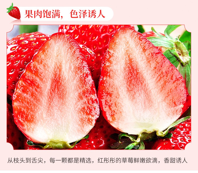 丹东99草莓现摘新鲜牛奶大草莓孕妇水果 【3斤大果装】净重2.7斤