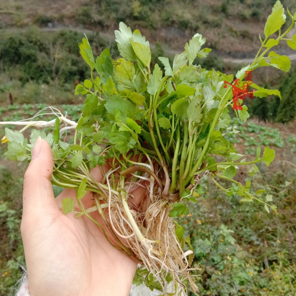 野生水芹菜 贵州野芹菜 新鲜河芹 清香野菜 现摘现发 本地野蔬菜 1斤