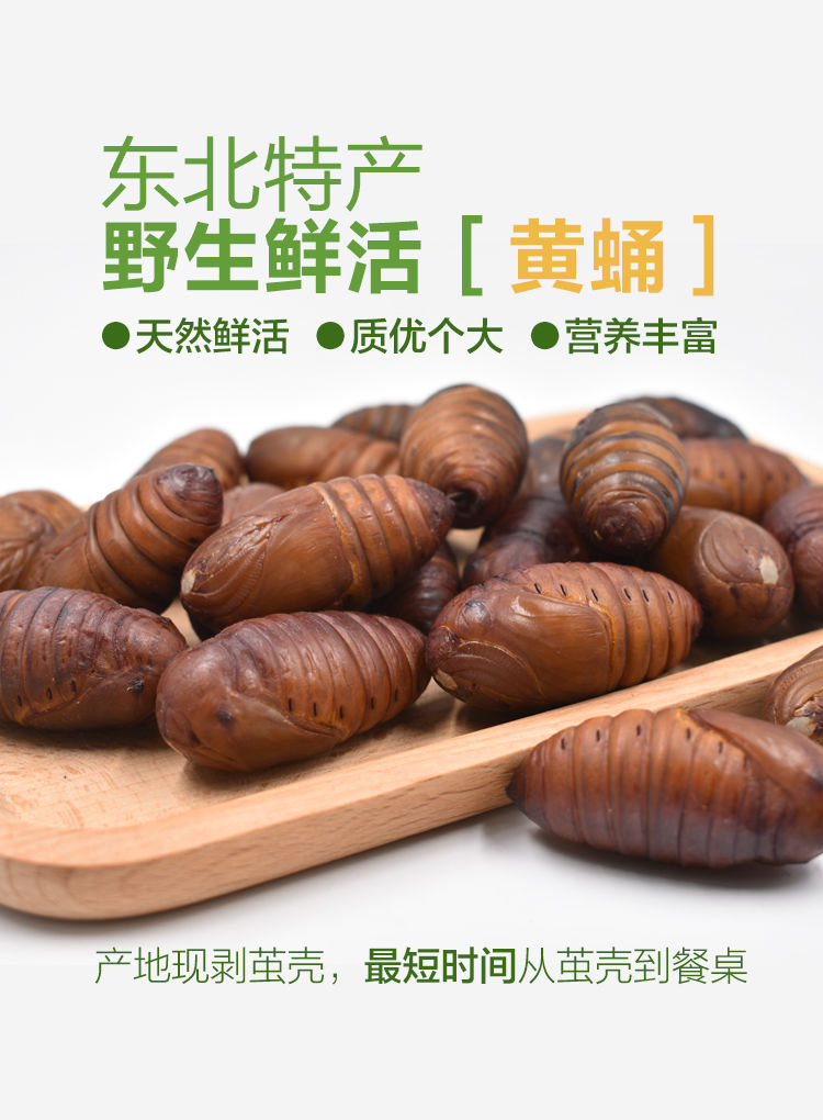 丰富款营口直发东北茧蛹蝉蛹蚕蛹大黄鲜活包大大二黄蛹每斤37到40个2