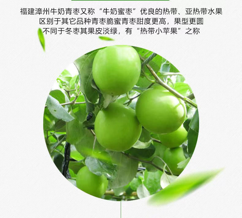 台湾贵妃牛奶青枣3斤脆蜜枣青枣 牛奶枣3斤大果【单果