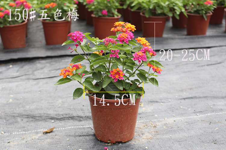 庭院驱蚊逐蝇植物盆栽五色梅 逐蝇花 耐热花期长全年开花驱蚊花卉