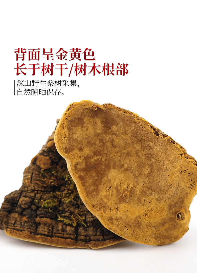 西藏金边桑黄桑树桑黄整枝桑黄中药长白山桑黄野灵芝桑黄茶西藏金边