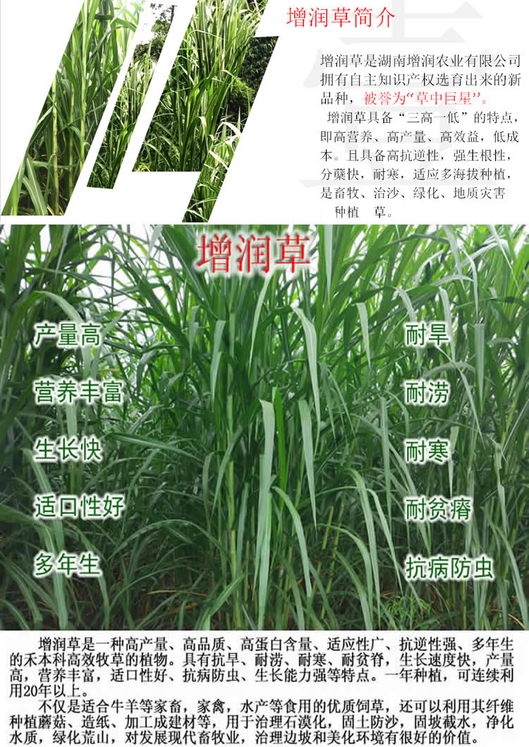 黎昕皇竹草甜象巨菌草红象草黄竹牧草种节子籽四季高产养殖多年生皇竹