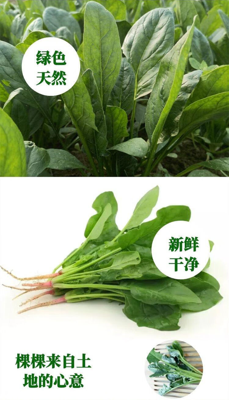 新鲜菠菜现挖现发大小叶红根土菠菜农家自种优质时令火锅蔬菜批发5斤