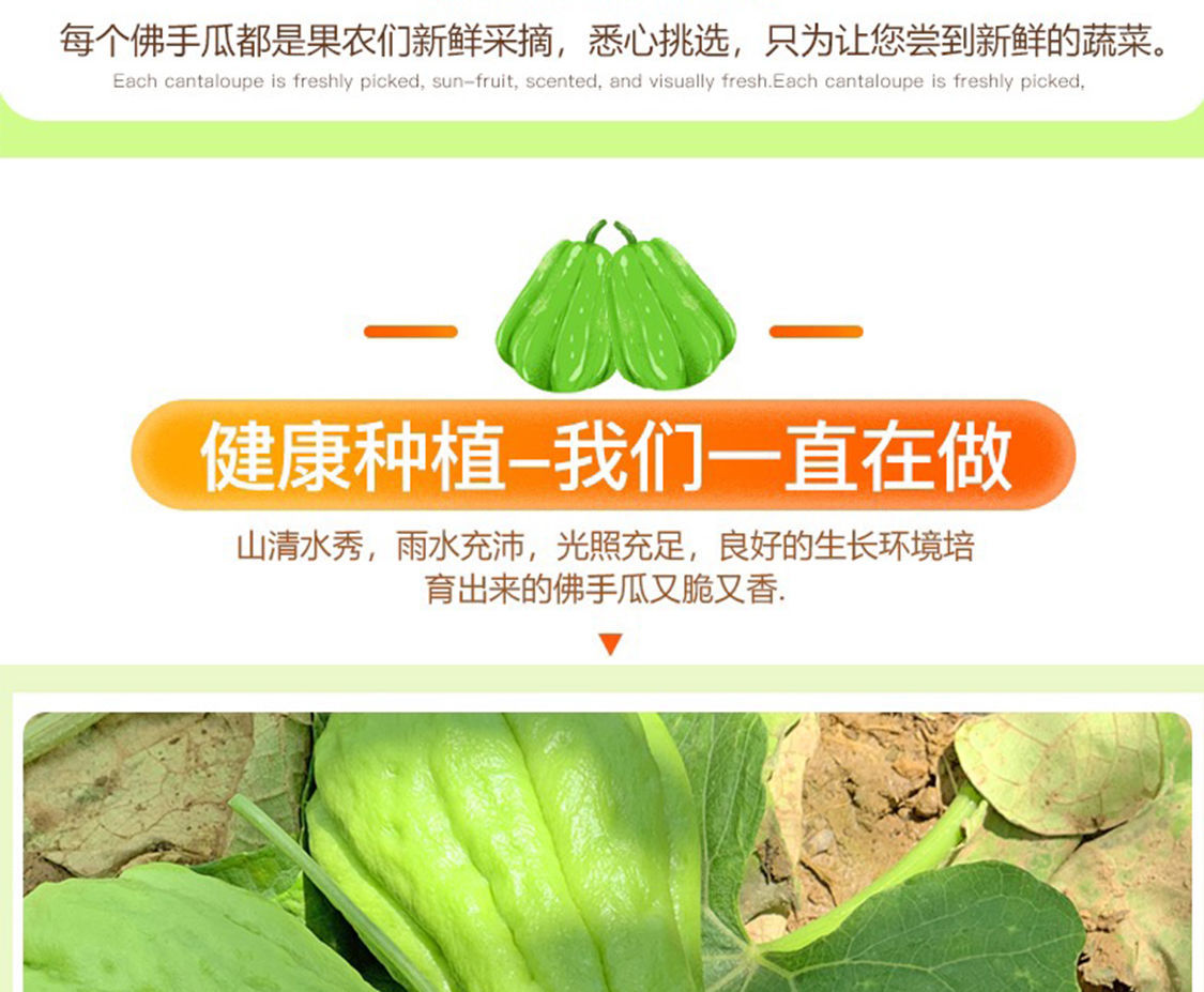 云南佛手瓜10斤农家自种新鲜洋瓜蔬菜类捧瓜特产整箱3斤批发葵瓜 佛手