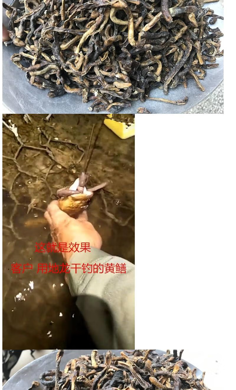 大蚯蚓黑蚯蚓青蚯蚓钓黄鳝诱饵臭蚯蚓捕海钓捕鱼饵料蚯蚓干 地龙 100g