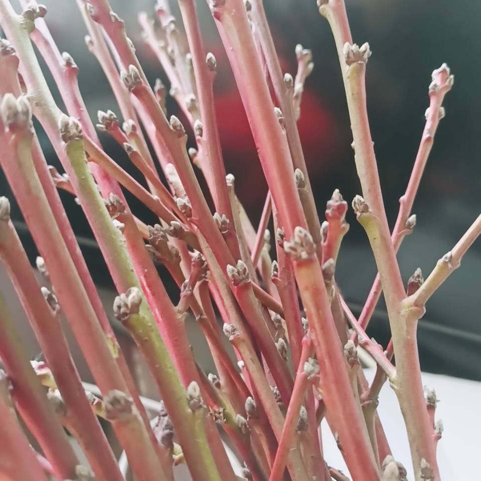 轻奢芊阙干枝遇水开花新鲜桃树枝插花瓶带花苞真花转装饰运去晦气 8支