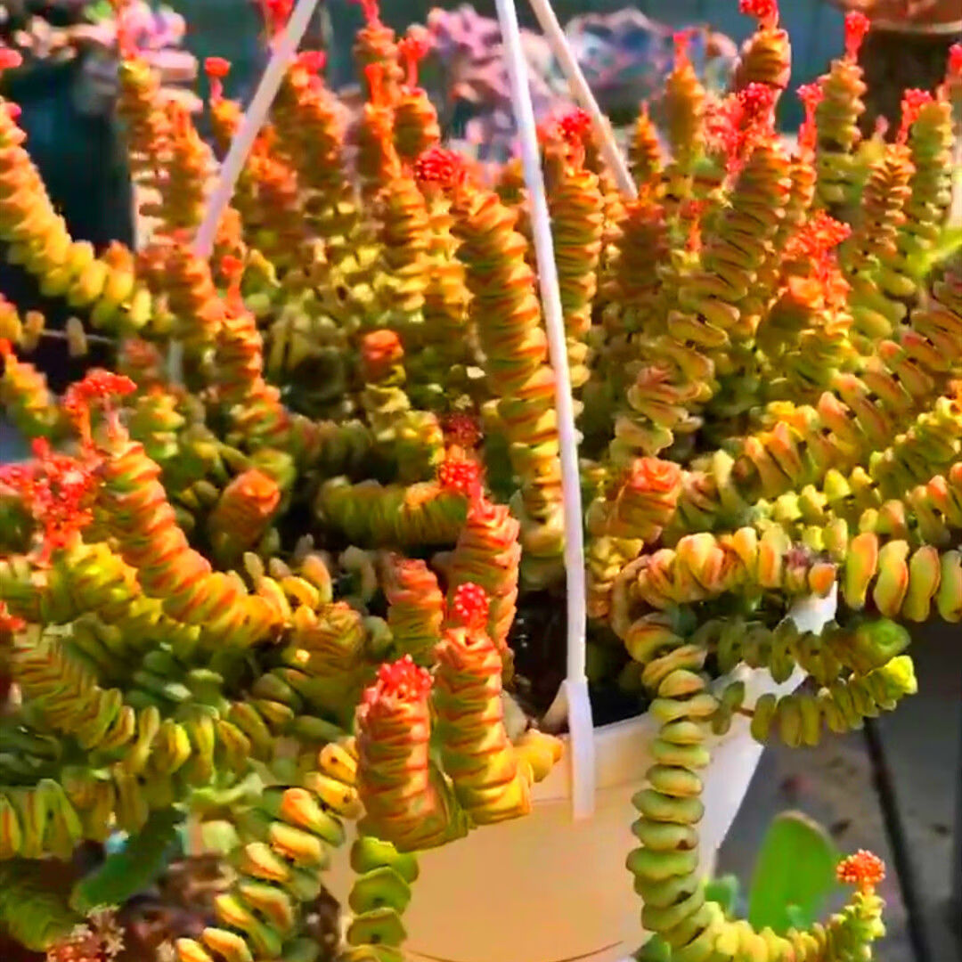 钱串子钱多多招财串子多肉植物新玉坠小米星群生老桩多肉防辐射 钱串5