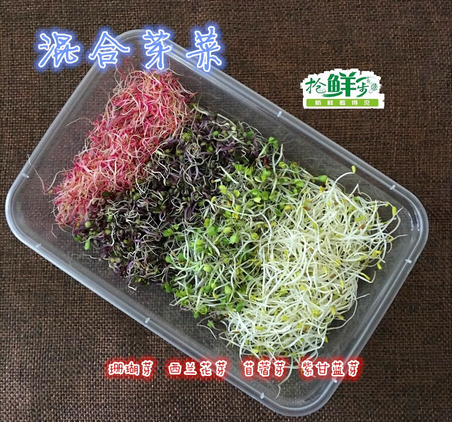 桑叒 新鲜混合芽菜 芽 西兰花芽 苜蓿芽 紫甘蓝芽