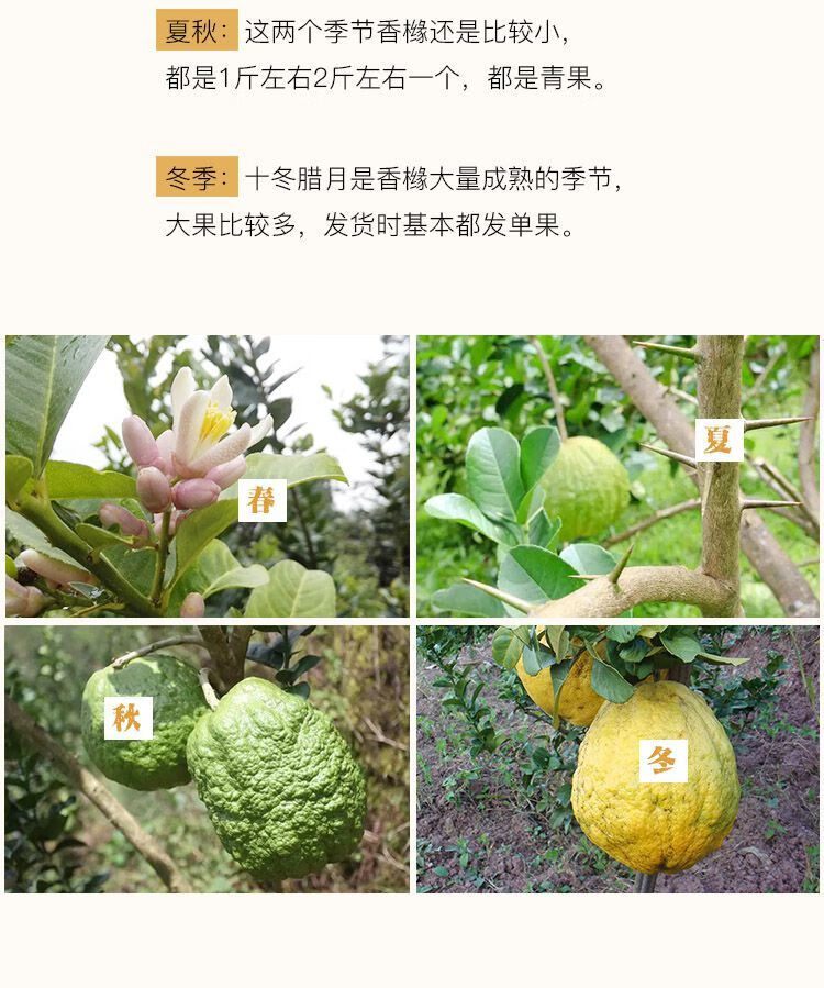 【2021现摘】云南新鲜香缘 香橼新鲜大果 新鲜香橼果云南新鲜水果农家