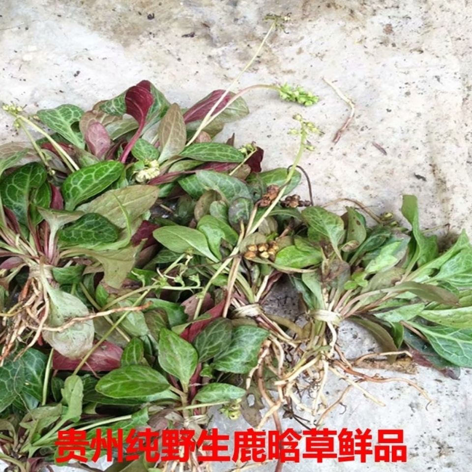 贵州省野生鹿晗草鹿衔草干货250g中草鹿蹄草纸背金牛草250g