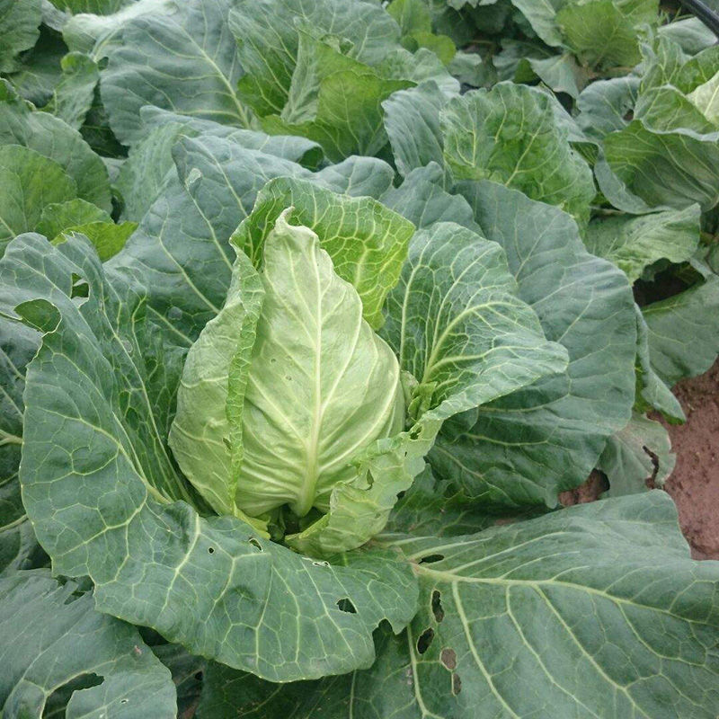 牛心莲花白新鲜手撕尖尖包菜卷心菜绿鸡心甘蓝自种应季蔬菜 5斤装