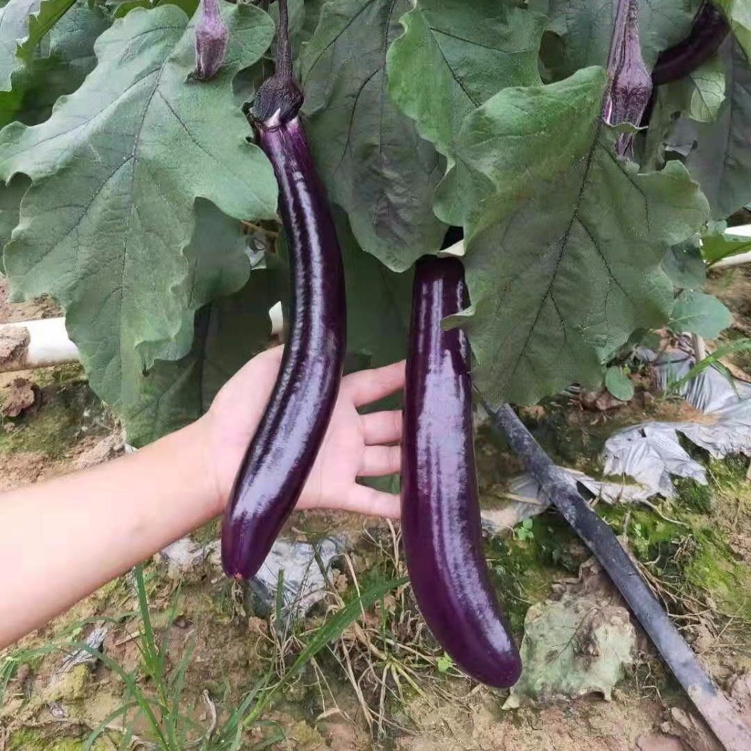 云南西双版纳新鲜长茄子紫皮红茄农家露天种植现摘现发3-10斤 3斤新鲜