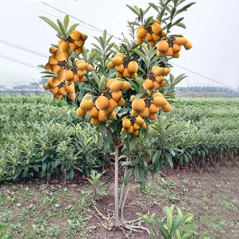 冰糖枇杷树苗南北方种植枇杷苗树无核特大果树苗大五星枇杷果苗树 8年