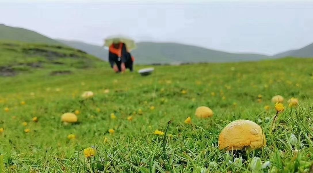 伟博黄蘑菇青海祁连山黄蘑菇高海拔藏区草原生长原生态青海黄蘑菇