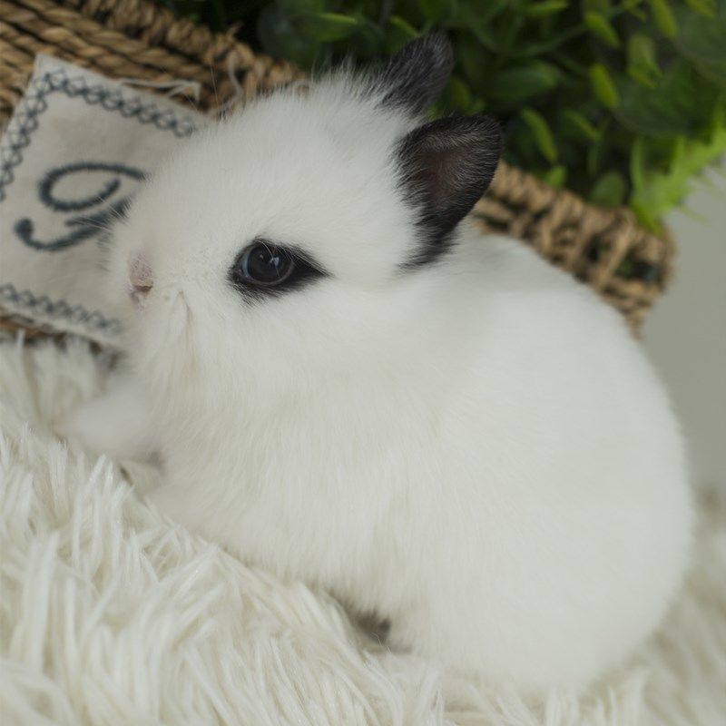 宠物兔子活物小型道奇垂耳小兔荷兰凤眼侏儒兔猫猫兔迷你茶杯兔活灰色