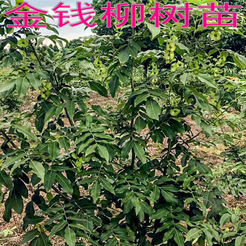 正宗青钱柳苗木药材树枫杨树苗金钱柳树苗摇钱树麻柳金钱柳苗 金钱柳