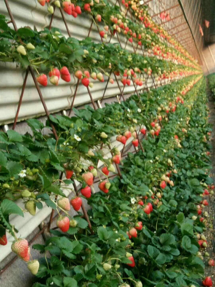 缇者草莓苗种植带盆带土四季盆栽室内植物奶油草莓秧家庭阳台食用结果