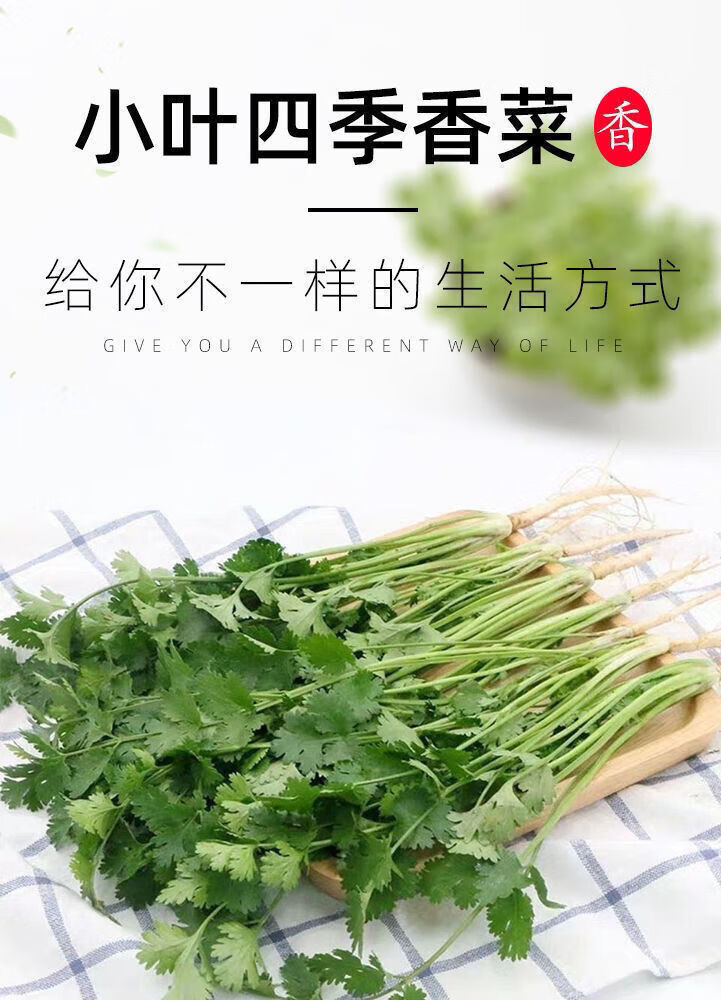 现挖带根香菜嫩新鲜蔬菜类山东大叶芫荽香料食材调味火锅菜净重半斤