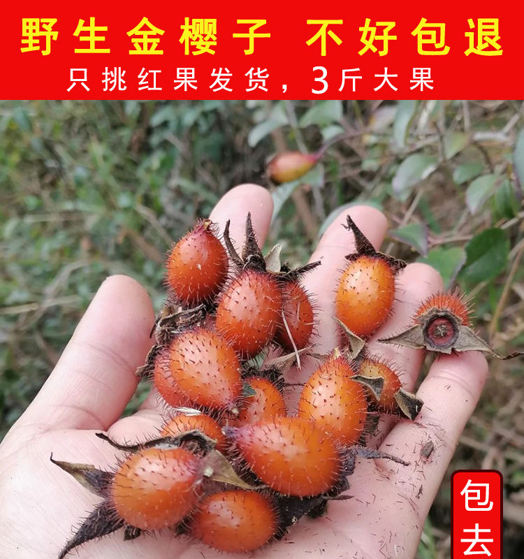 金樱子新鲜特级现摘泡酒材男性糖梨子新鲜全红金英子刺梨